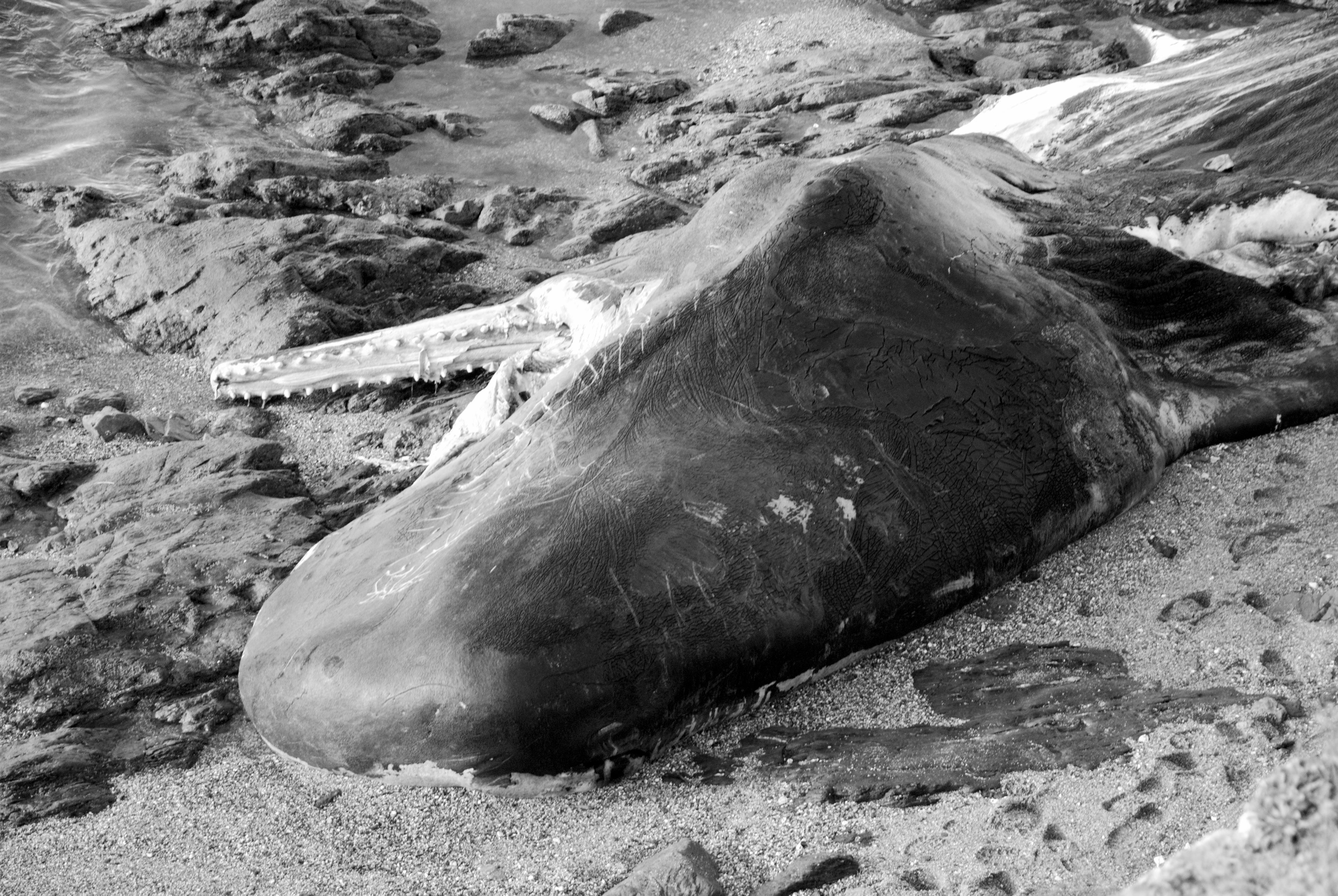 Wilson, el cachalote engollipado Wilson, el cachalote engollipado