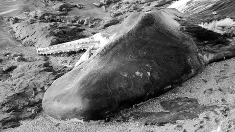 Cachalote en la playa Cachalote en la playa