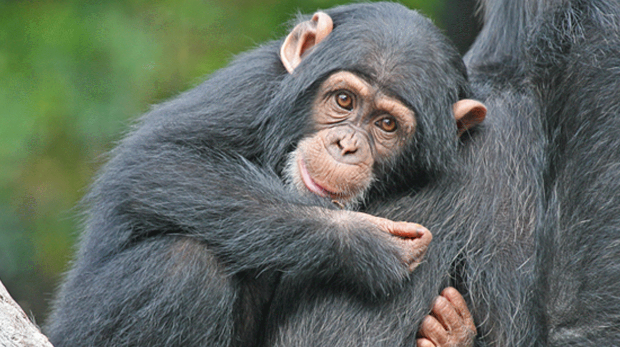 Tertulia Zona Cero: ¿Tienen conciencia los animales? Tertulia Zona Cero: ¿Tienen conciencia los animales?