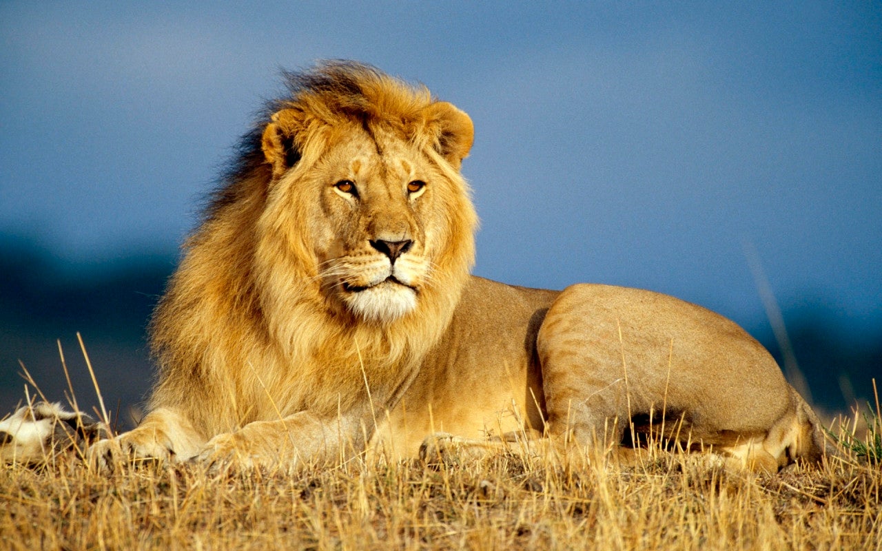 Canciones sobre leones Canciones sobre leones