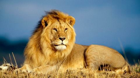 Le&oacute;n