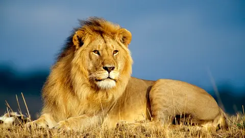 León León