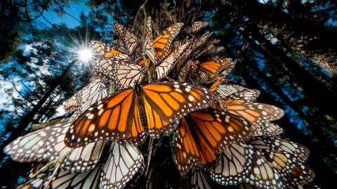 Las mariposas monarca