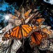 Las mariposas monarca