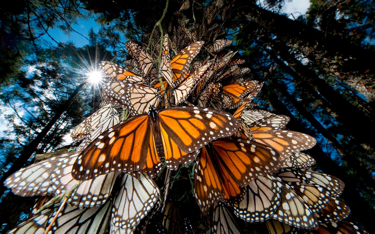 La Brújula de la ciencia: Las mariposas monarca episode artwork