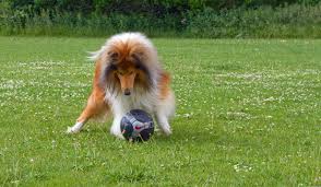 Los animales de El Clásico Los animales de El Clásico