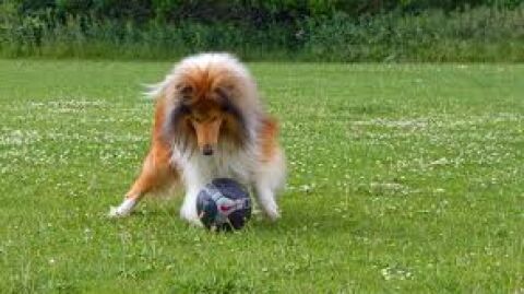 Perro jugando al f&uacute;tbol