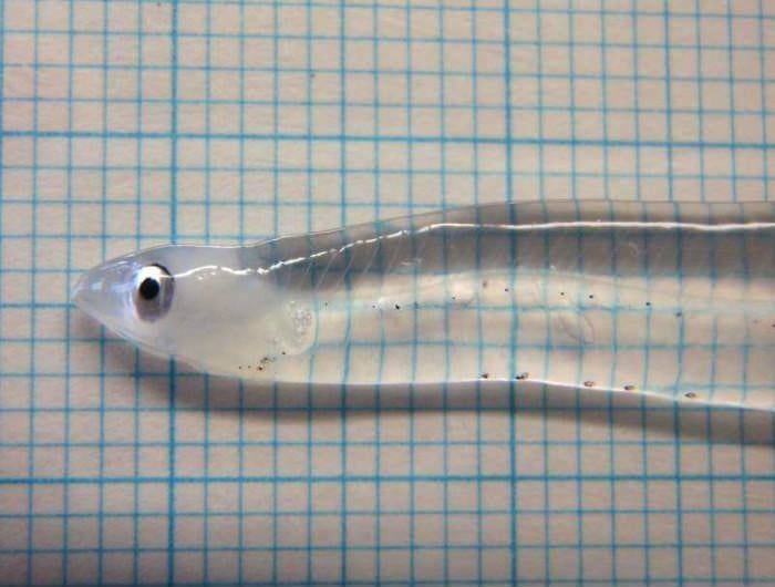Eureka: Peces que logran la invisibilidad Eureka: Peces que logran la invisibilidad