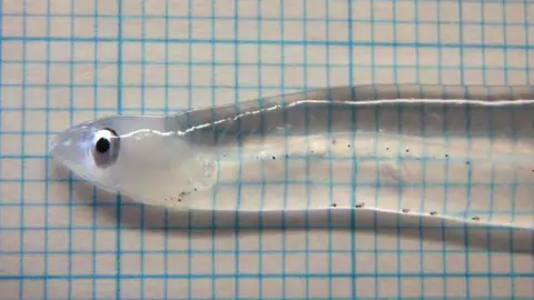 Pez transparente Pez transparente