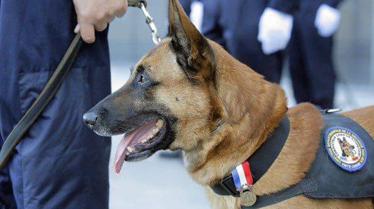 Historias de la Historia: Esos perros que salvaron personas Historias de la Historia: Esos perros que salvaron personas