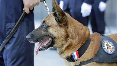 Diesel, la perra que murió en acción antiterrorista en Francia Diesel, la perra que murió en acción antiterrorista en Francia