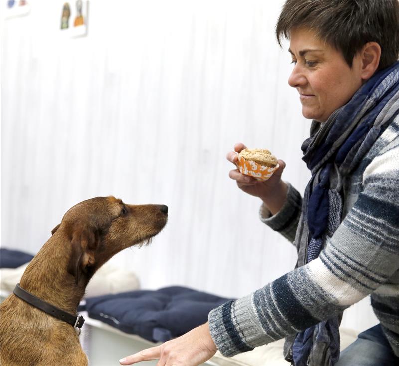 Compra, come y pasea con tu perro en Madrid Compra, come y pasea con tu perro en Madrid