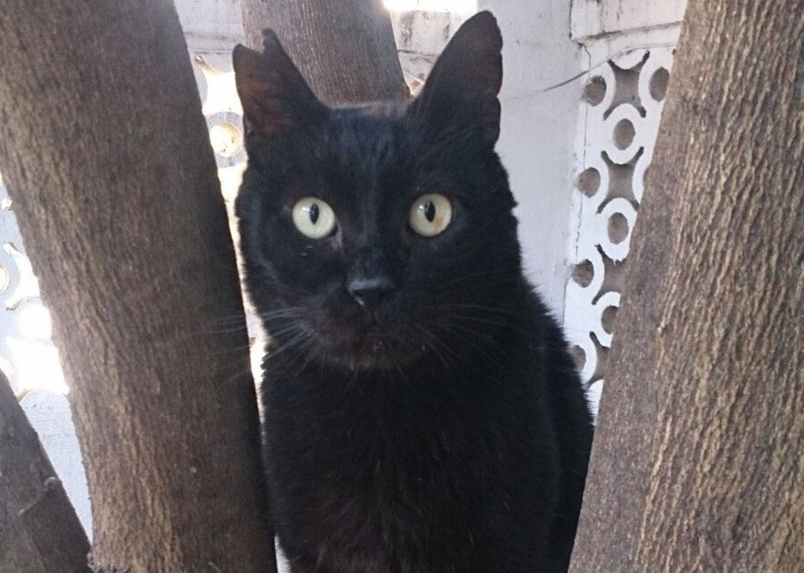 Dennis, en busca de hogar tras ser quemado con sosa Dennis, en busca de hogar tras ser quemado con sosa