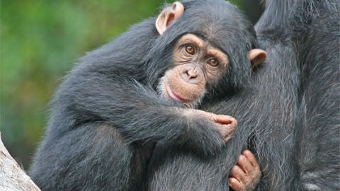 Primates