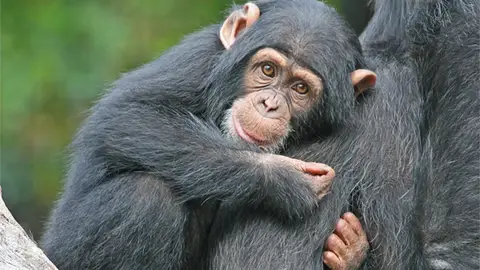 Primates Primates