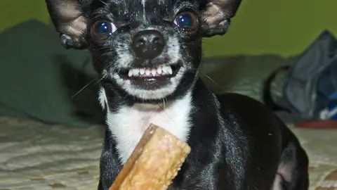 Perro enseñando los dientes Perro enseñando los dientes
