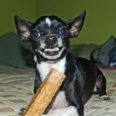 Perro enseñando los dientes