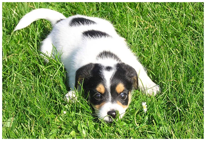 ¿Por qué mi perro se restriega en las heces de otros? ¿Por qué mi perro se restriega en las heces de otros?