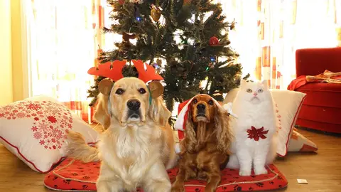 Perros y gato en Navidad Perros y gato en Navidad