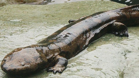 Salamndra