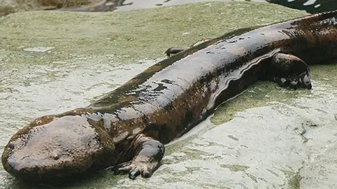 Salamndra Salamndra