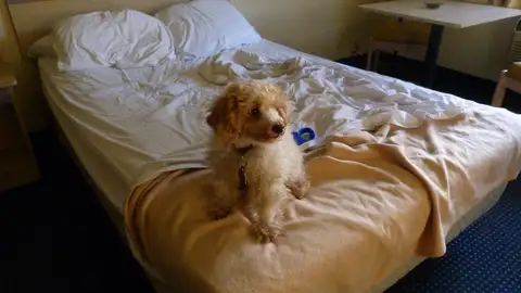 Perro en cama Perro en cama