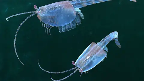 Waptia Waptia