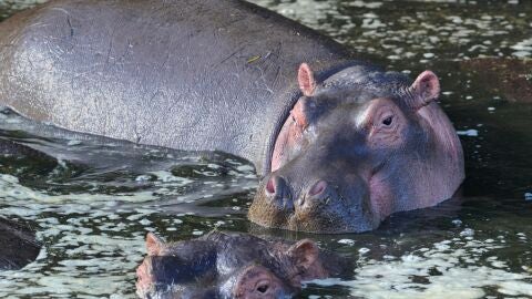Hipop&oacute;tamo