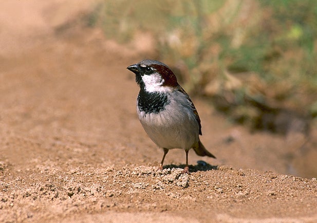 Trisnino junior Trisnino junior