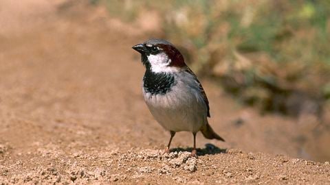 Imagen de un gorri&oacute;n com&uacute;n