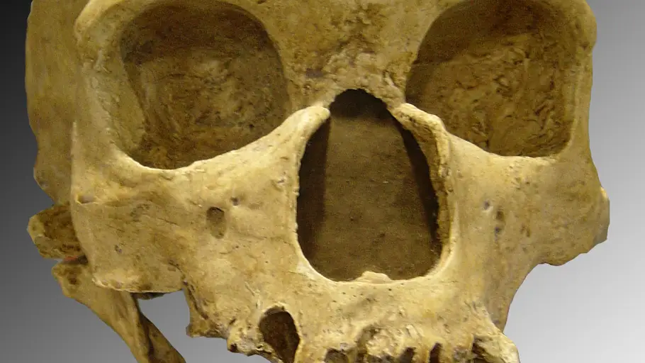 ¿Por qué los neandertales eran tan diferentes a nosotros? ¿Por qué los neandertales eran tan diferentes a nosotros?