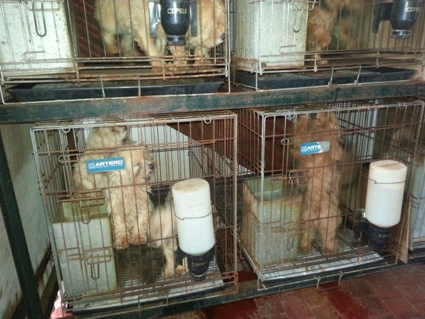 Desmantelado un criadero ilegal con 55 perros en Badajoz Desmantelado un criadero ilegal con 55 perros en Badajoz