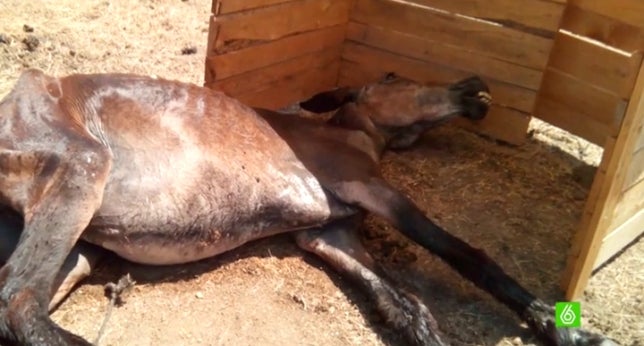 3.000 euros de multa por salvar a un animal y 300 por maltratalo 3.000 euros de multa por salvar a un animal y 300 por maltratalo