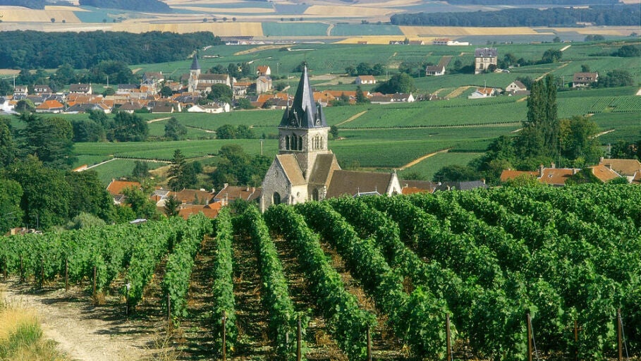 Vi&ntilde;edo de Borgo&ntilde;a