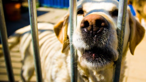 Perro tras una jaula
