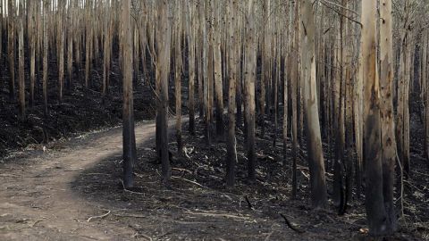 Uno de de los montes afenctados de Cantabria