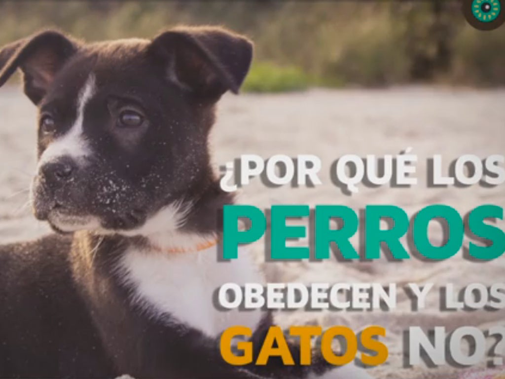 Internet: ¿Por qué los perros obedecen y los gatos no? Internet: ¿Por qué los perros obedecen y los gatos no?
