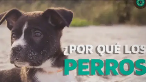 ¿Por qué los perros obedecen y los gatos no? Vídeo de Flooxer que explica por qué los perros son obedientes y los gatos no
