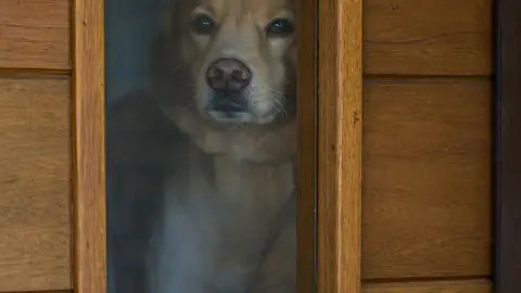 Perro en puerta Perro en puerta
