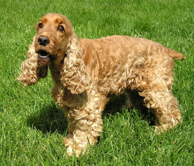 Enseñar a hacer sus necesidades fuera a un perro adulto Enseñar a hacer sus necesidades fuera a un perro adulto