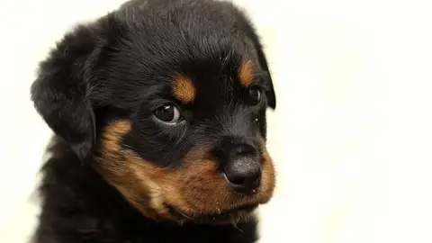 Cachorro de Rottweiler Cachorro de Rottweiler