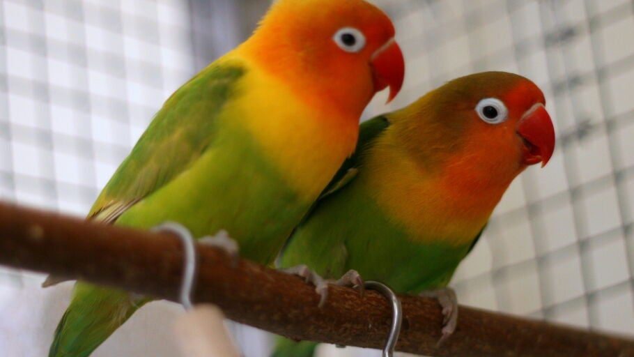 Agapornis
