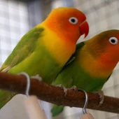 Agapornis Agapornis