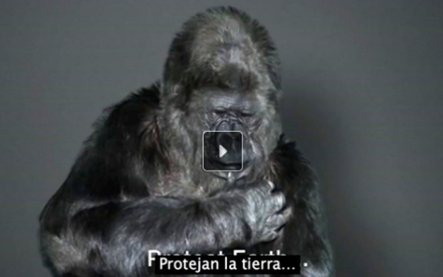 Internet: Un gorila pide que salvemos la Tierra Internet: Un gorila pide que salvemos la Tierra
