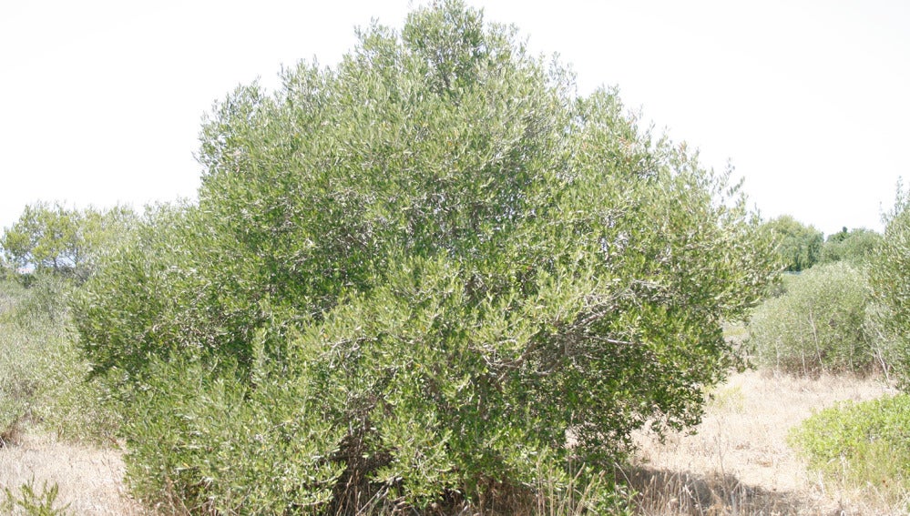 Ejemplar de olivo silvestre de Menorca /