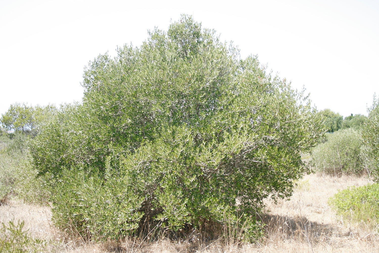 La Conselleria confirma 219 positivos por 'Xylella fastidiosa' en Baleares La Conselleria confirma 219 positivos por 'Xylella fastidiosa' en Baleares
