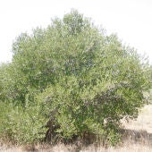 Ejemplar de olivo silvestre de Menorca /