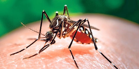 ¿Qué ha sido del virus del Zika? ¿Qué ha sido del virus del Zika?