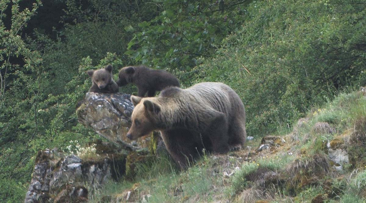 Mesa de redacción: Un oso mata a un osezno en Somiedo Mesa de redacción: Un oso mata a un osezno en Somiedo