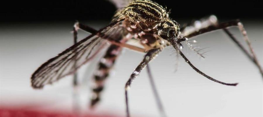 Mosquito Aedes Aegypti, transmisor del virus Zika Mosquito Aedes Aegypti, transmisor del virus Zika